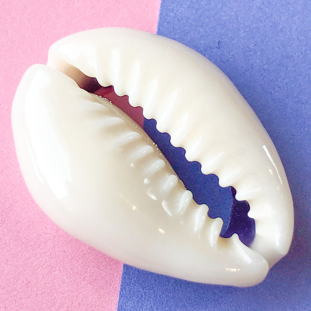21mm Backless Natural Cowrie Shell - 10 Pack