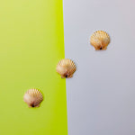 26mm Satin Gold Scallop Shell Charm